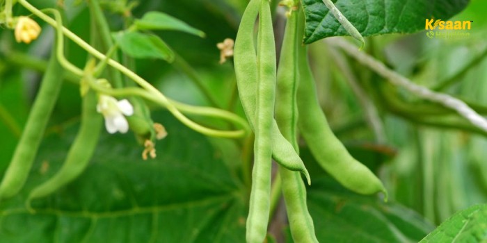 फ्रेंच बीन एवम राजमा की सबसे घातक बीमारी सफेद सड़न रोग को कैसे करें प्रबंधित ?